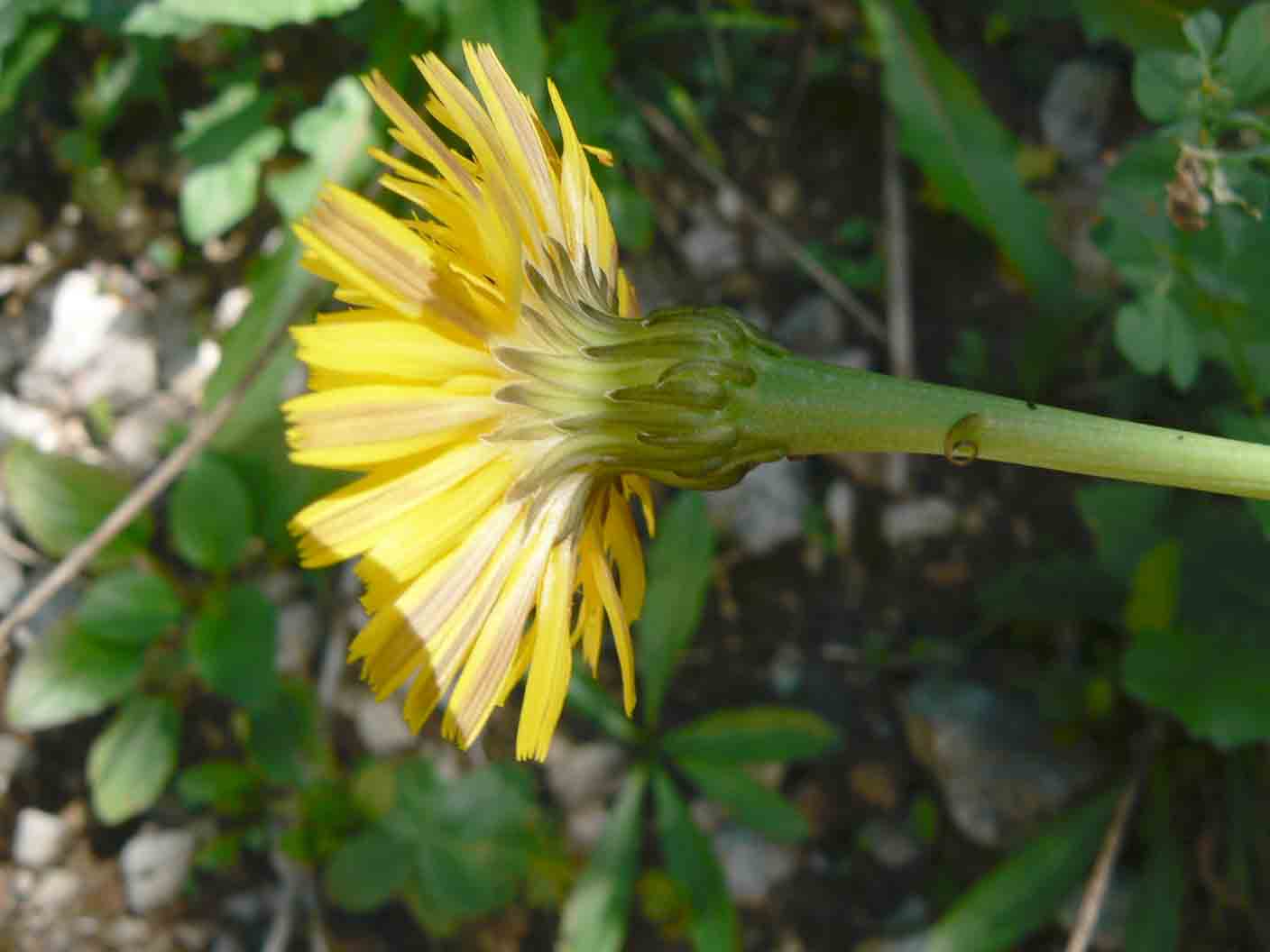 Crepis o Hieracium ? - Leontodon cfr. helveticus